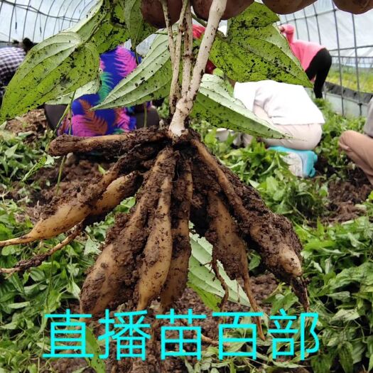 宜昌百部种子 百部苗供应