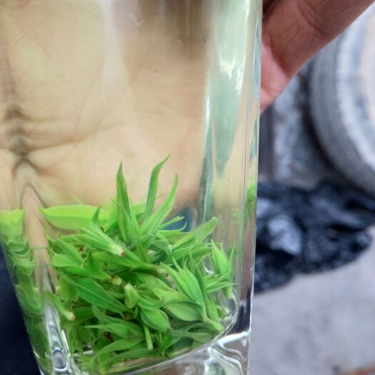 筠连县小叶苦丁茶自产自销一手货源又名青山绿水