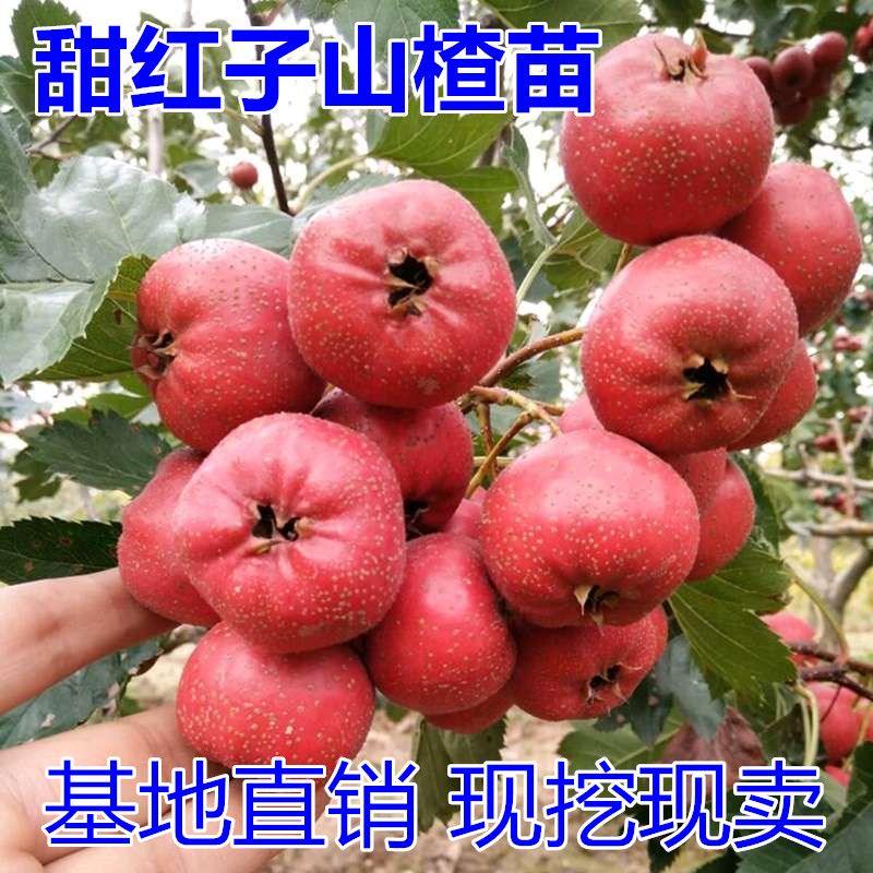 甜红子山楂树苗适合南北方种植 量大优惠 包邮 自产自销