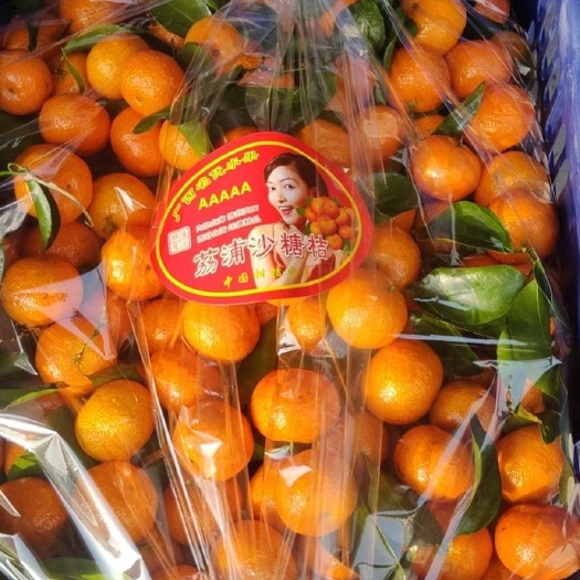 常州沙糖桔 广西砂糖橘量大优惠