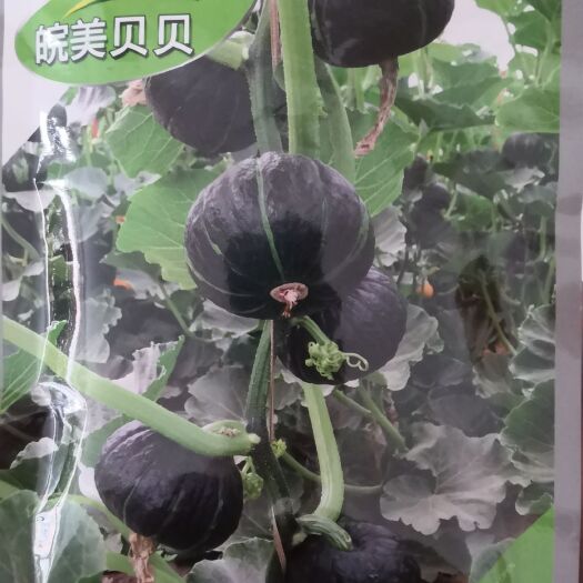 昌乐县 皖美农业 皖美贝贝南瓜种子