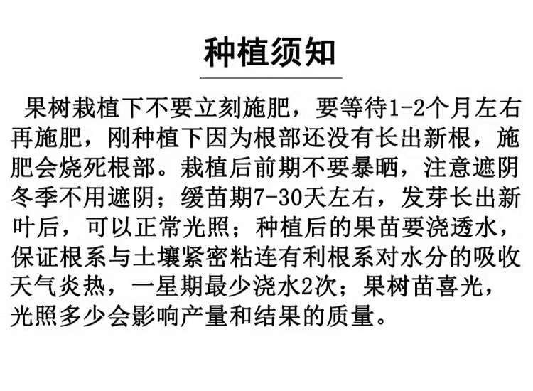 巨峰葡萄苗适合南北方种植 量大优惠 包邮 自产自销