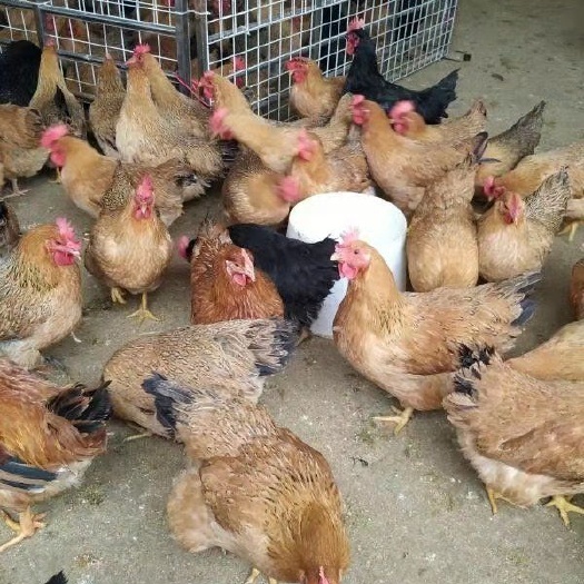南宁贵妃鸡苗 统货
