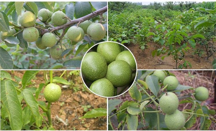 8518核桃苗 8518核桃树苗适合南北方种植量大优惠 包邮