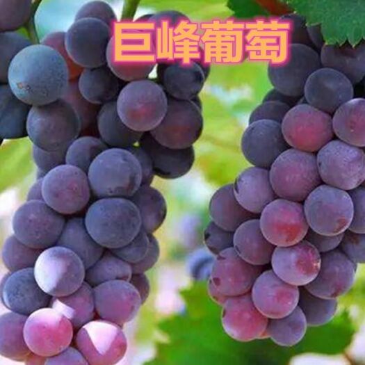 平邑县 巨峰葡萄苗葡萄树苗当年结果大苗爬藤葡萄苗南北方种植