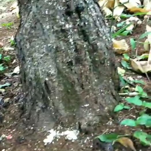 蒙自市天然桃胶