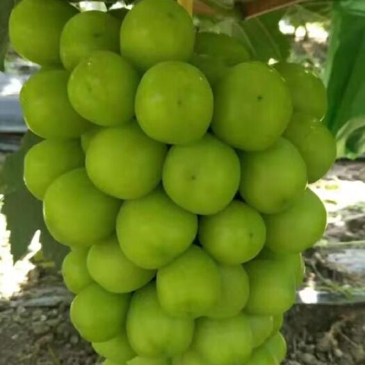 绥中县 阳光玫瑰葡萄苗（夏黑）一年嫁接苗0.5～1.0保纯度保质量