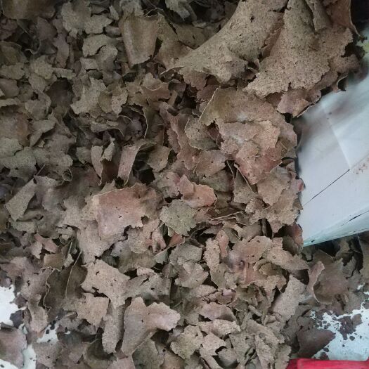 苍梧县 山茶麸 茶枯