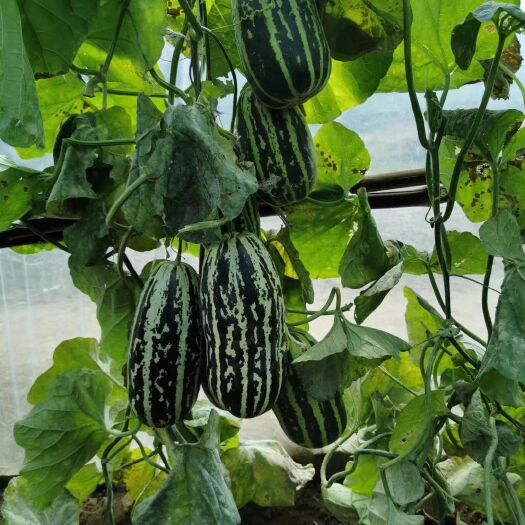 乐亭县 博洋九甜瓜