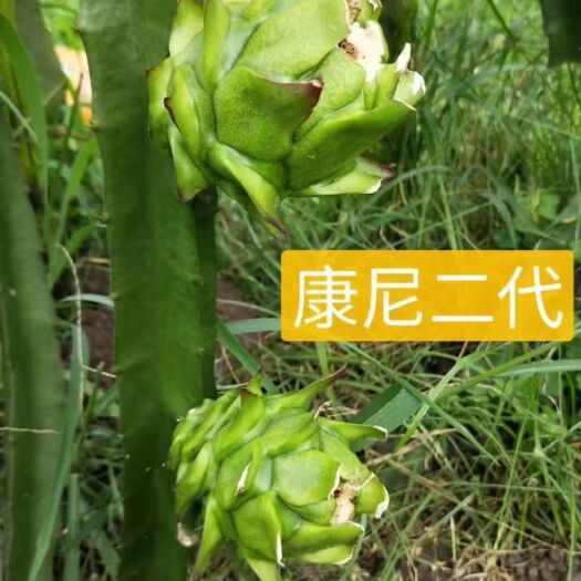 灵山县 康尼梅耶火龙果苗 火龙果苗 包邮