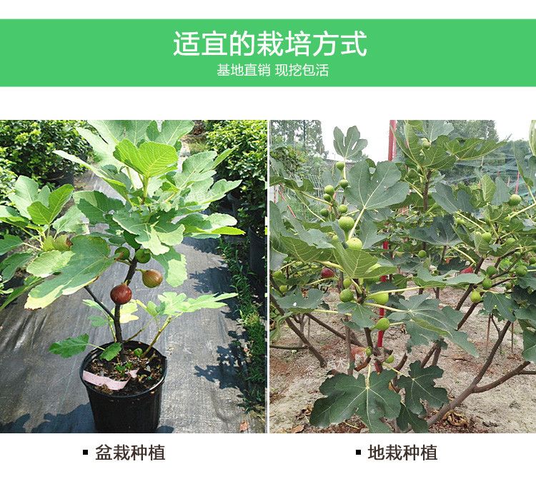 紫色无花果树苗适合南北方种植 量大优惠 包邮 自产自销
