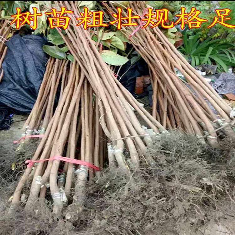 无核柿苗 无核柿子苗适合南北方种植 量大优惠 包邮 自产自销