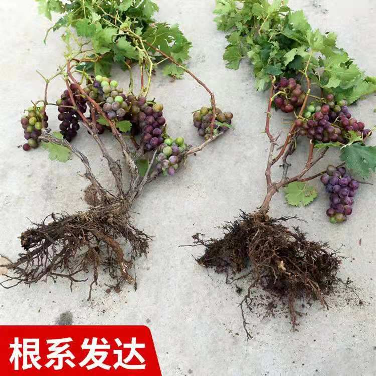 蜜光葡萄苗适合南北方种植 量大优惠 包邮 自产自销