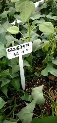 普薯32红薯苗  薯苗保质保量，成活率高，合作共赢，诚信赢天