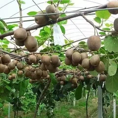 平邑县绿心猕猴桃苗 基地直销
【卖家承诺】货假、错、少、未按时发货赔付。