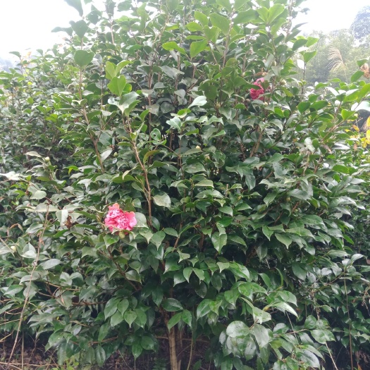 高县茶花树 100~140cm