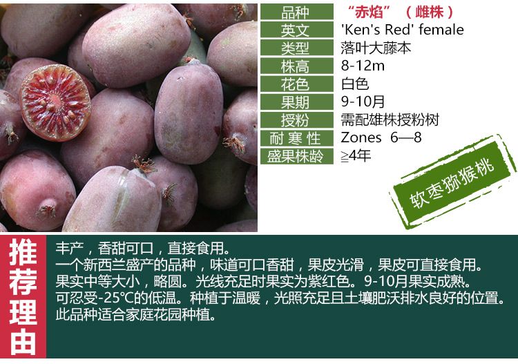 赤焰软枣猕猴桃苗适合南北方种植 量大优惠 包邮 自产自销