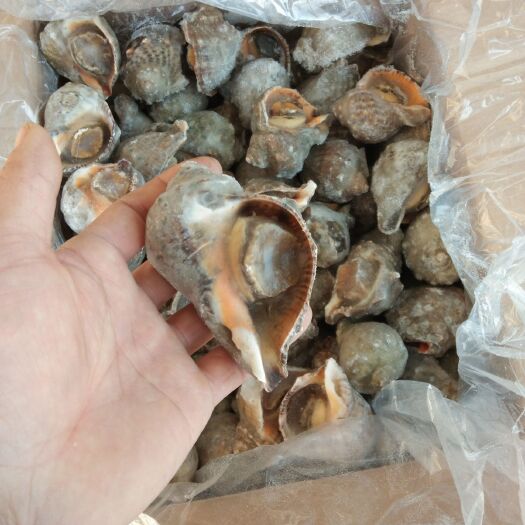 东港市 冻品海螺，2/3两规格，一箱二十斤。