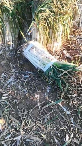 万荣县万荣长白大葱物美价廉