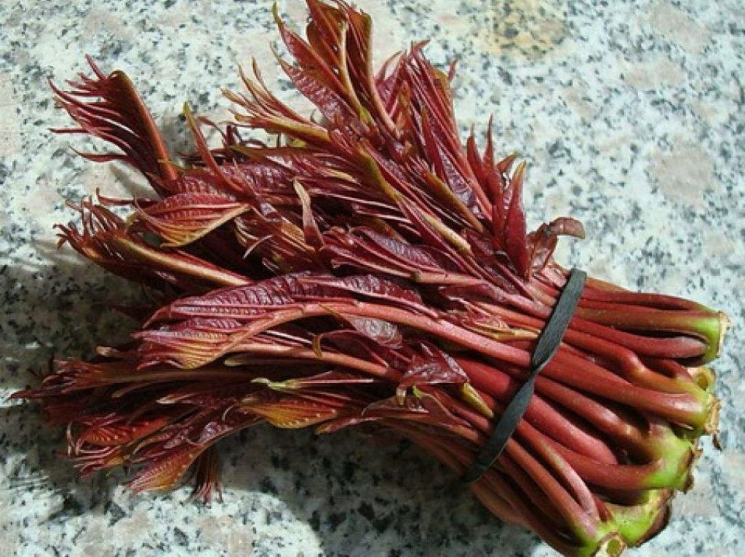 安國市正品紅油 香椿種子 純新種子 一級包發芽率 批發零售