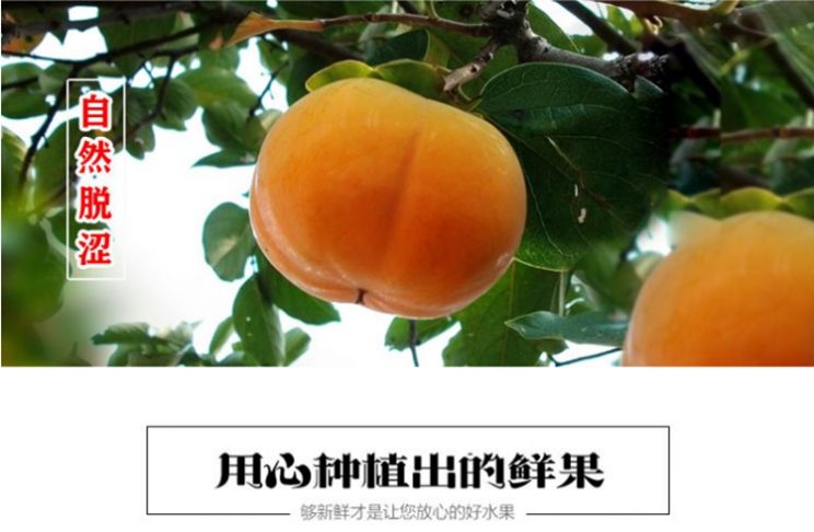 无核柿苗 无核柿子苗适合南北方种植 量大优惠 包邮 自产自销