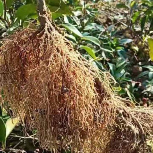 通道县 黑老虎苗4年挂果苗，当年种植当年挂果，