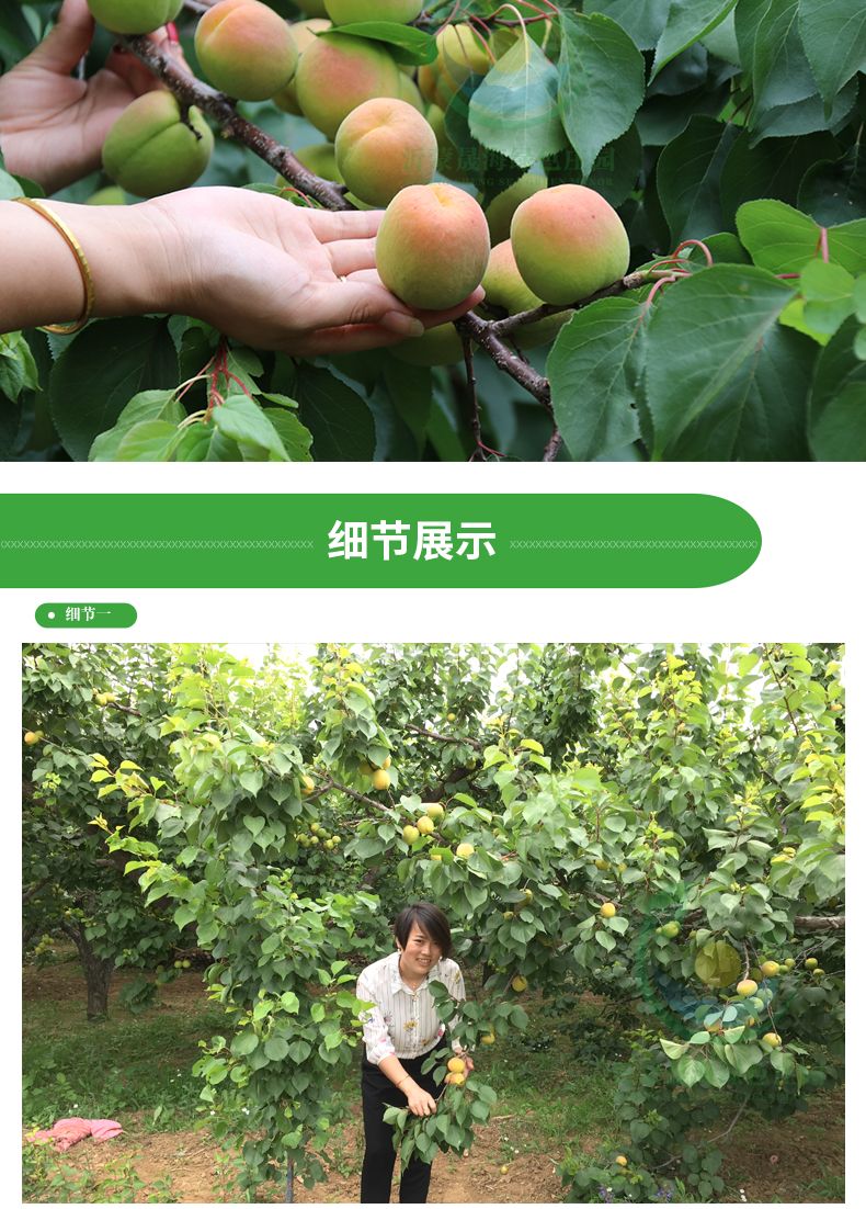 珍珠油杏树苗适合南北方种植 量大优惠 包邮 自产自销