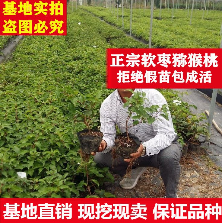 赤焰软枣猕猴桃苗适合南北方种植 量大优惠 包邮 自产自销