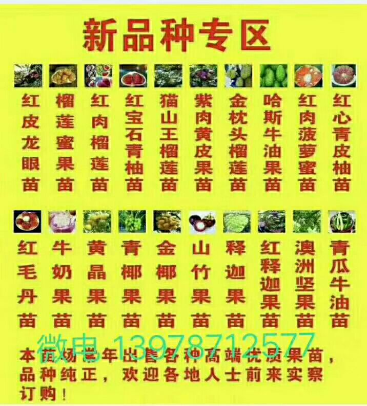 释迦果种子  新鲜种子