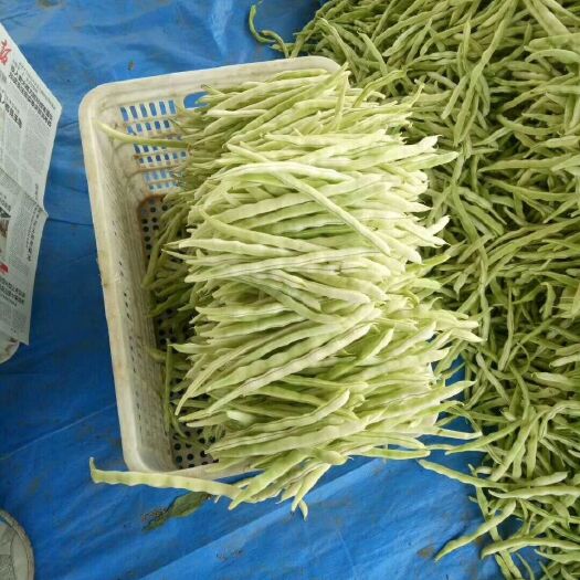 莒县 九粒白芸豆