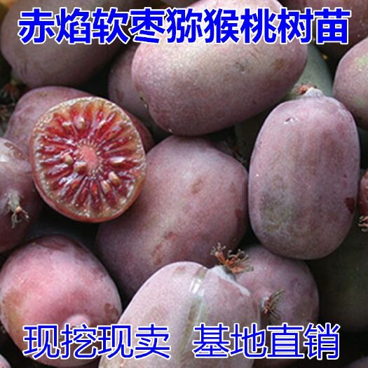 赤焰软枣猕猴桃苗适合南北方种植 量大优惠 包邮 自产自销