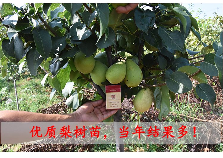 丑梨树苗适合南北方种植 量大优惠 包邮 自产自销