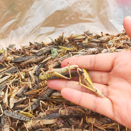 济南蝗虫  ，飞蝗，无冰，无杂质，一手货，质量好，价格低，长年供