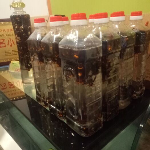 犍为县蜂王胎 有喜欢的朋友欢迎来搞