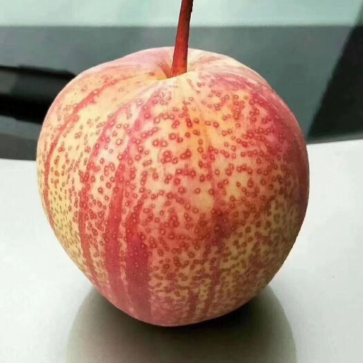 泰安早酥红梨苗 早酥红梨，彩虹梨