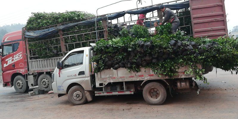 茶花树  茶花2公分地径，自家种植，非中介，量大从优，欢迎来电咨询