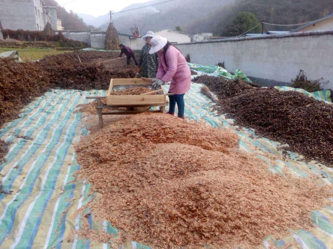 正品红油 香椿种子 纯新种子 一级包发芽率 批发零售