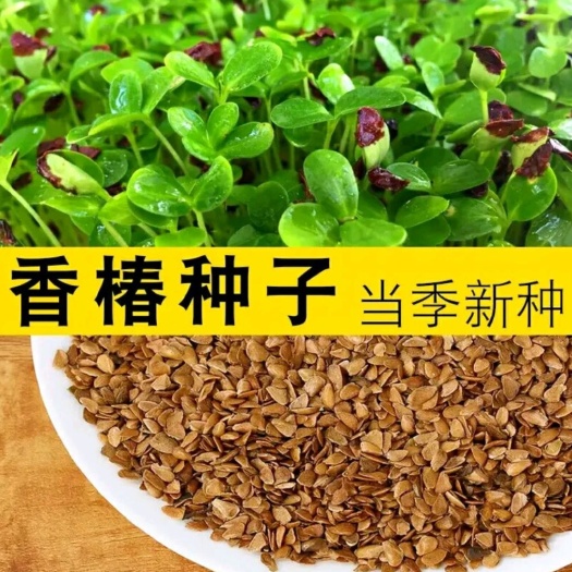 香椿种子 去翅净籽 包发芽率 四季采收 提高技术指导