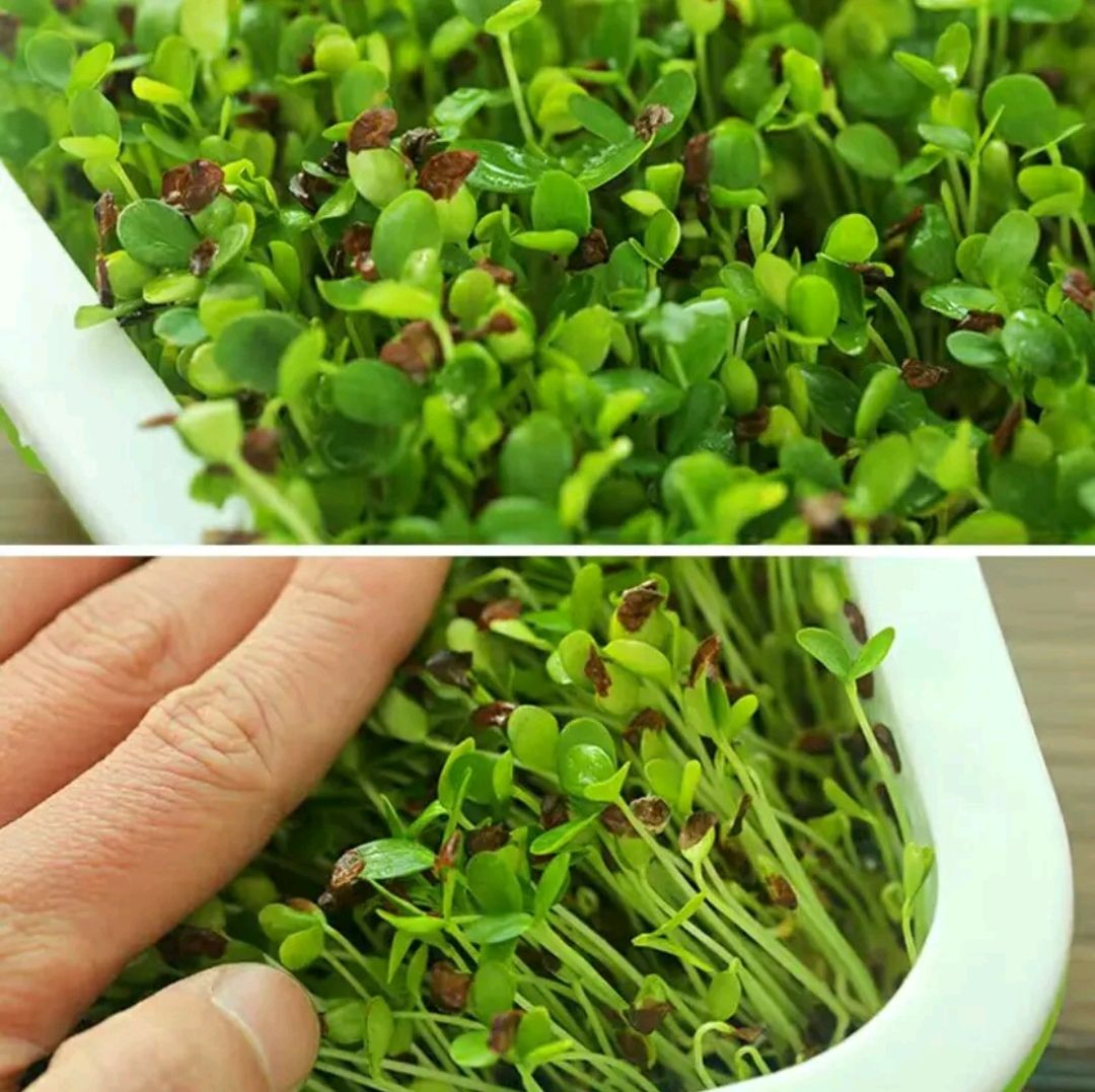 香椿种子 基地直销 包发芽