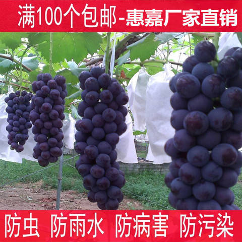 高唐县种植套袋  葡萄套袋 厂家直销葡萄袋