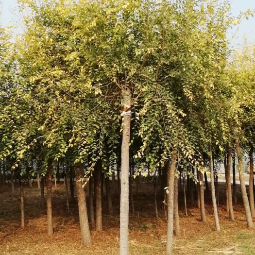  金叶榆规格齐全