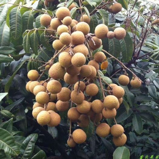 灵山县石峡龙眼苗 干包脆甜石硖龙眼
