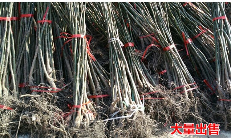 8518核桃苗 8518核桃树苗适合南北方种植量大优惠 包邮