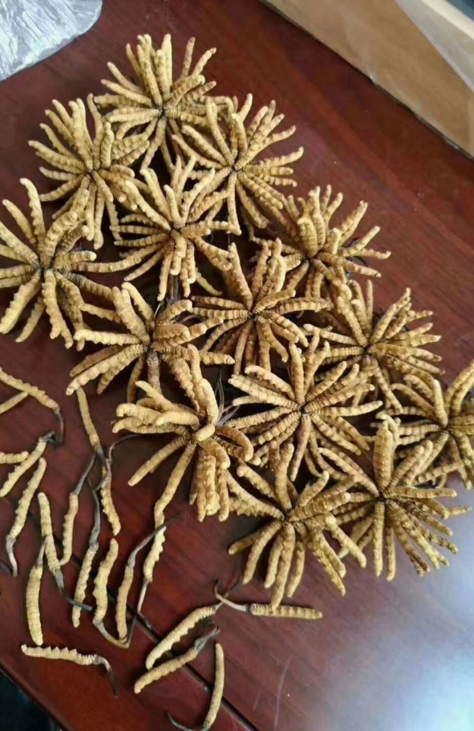  青海特产冬虫夏草1500条500g