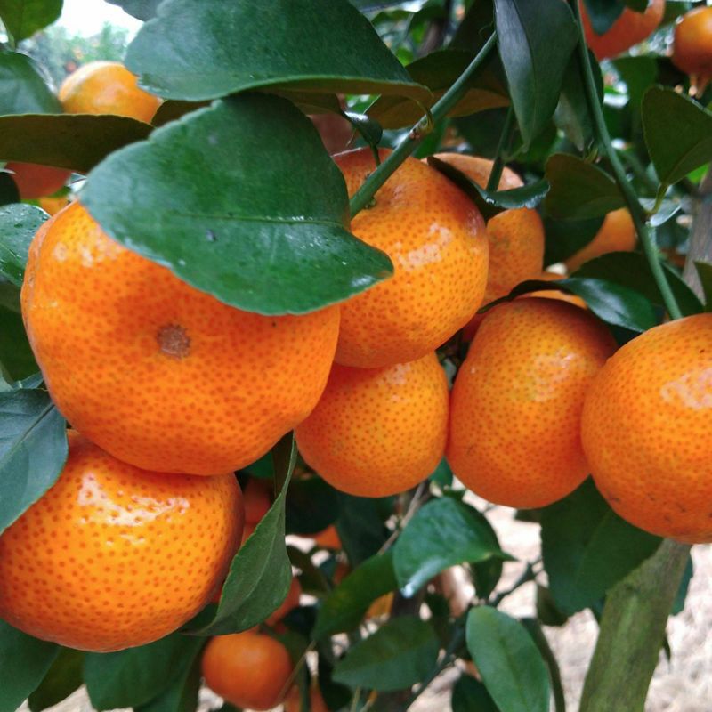 沙糖桔 原产地直发 快递直达新鲜包邮