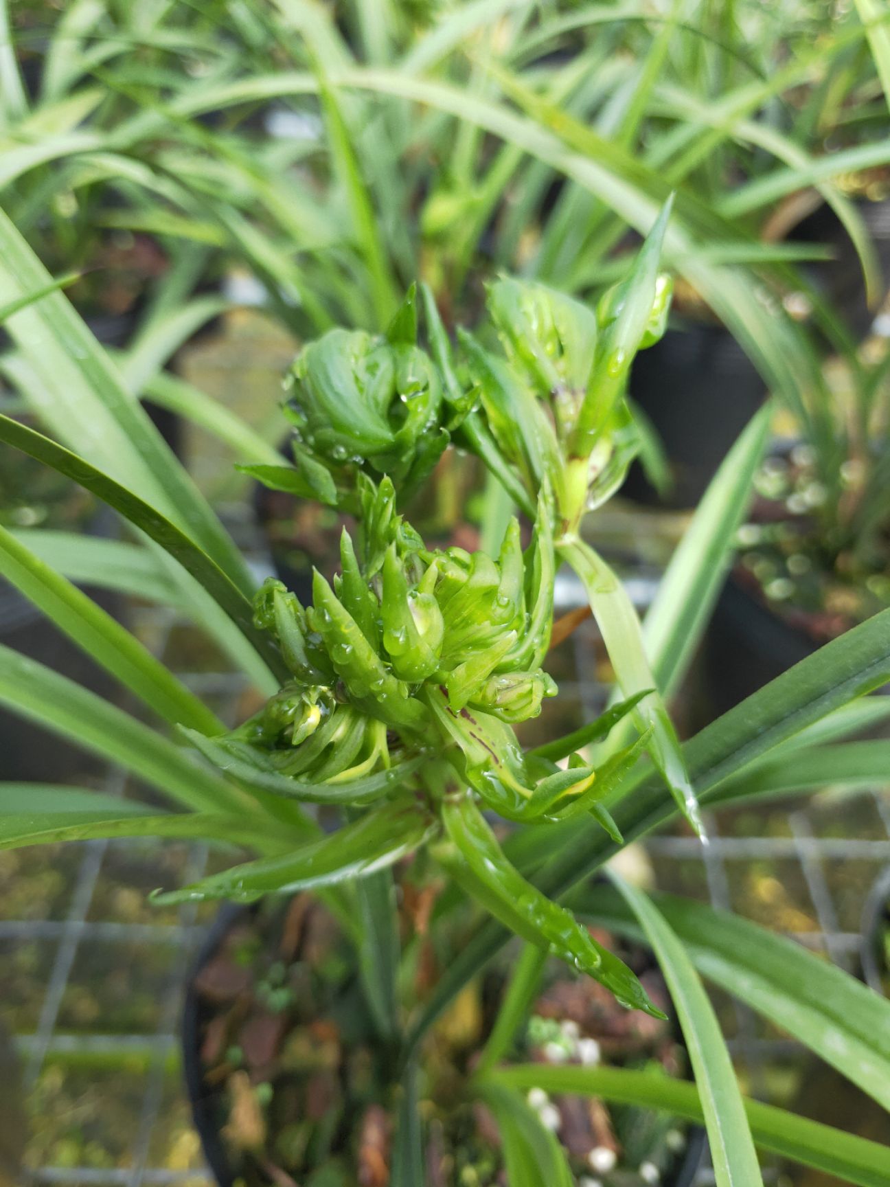 兰花春兰花开富贵奇花浓香型室内客厅绿植花卉