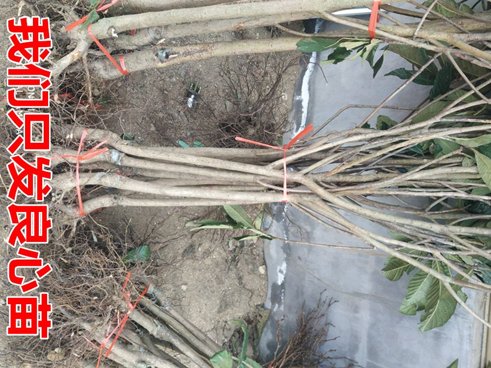 无核砂糖枇杷树苗适合南北方种植 量大优惠 包邮 自产自销