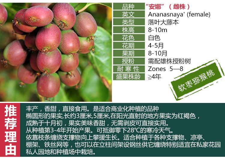 赤焰软枣猕猴桃苗适合南北方种植 量大优惠 包邮 自产自销