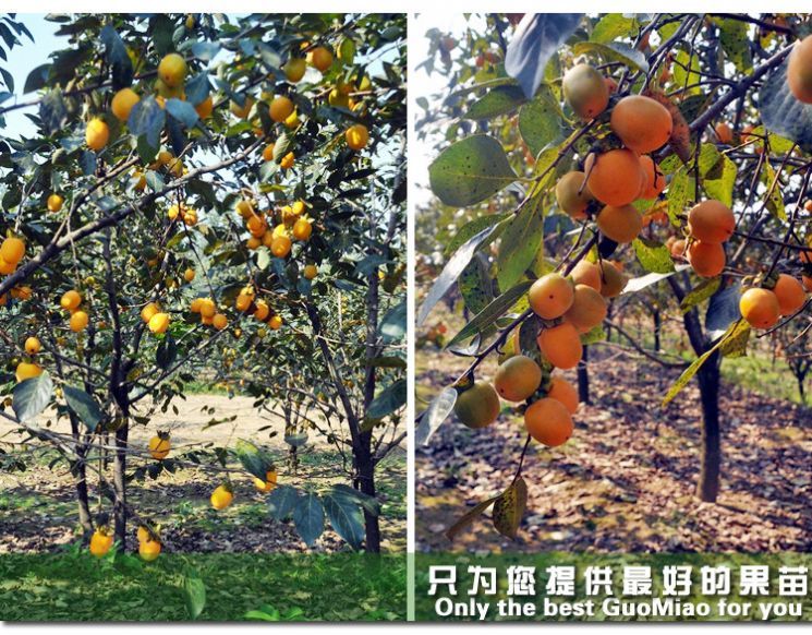 牛心柿苗 牛心柿子苗适合南北方种植 量大优惠 包邮 自产自销