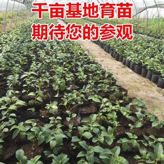 赤焰软枣猕猴桃苗适合南北方种植 量大优惠 包邮 自产自销